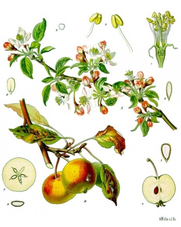 Apfel Litho